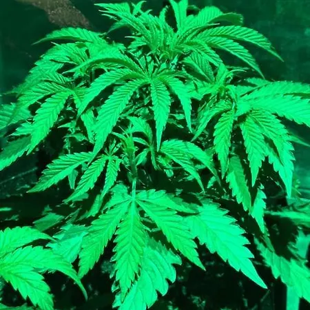 Apartment 420 Friendly 76 *
