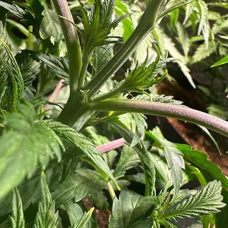 420 Friendly 76 *