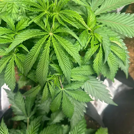 420 Friendly 76 * セングレア